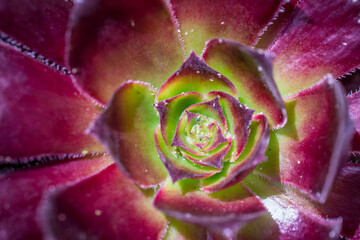 Closeup of an Aeonium Arboreum plant growing somewhere in a garden