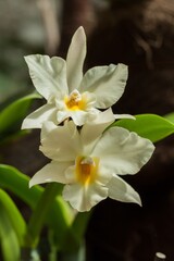 orchid flower