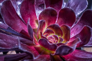 Closeup of an Aeonium Arboreum plant growing somewhere in a garden