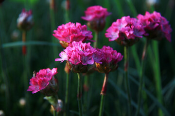 Obraz premium small bright pink perennial garden flowers