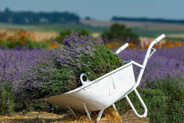 Lavender in a wheelbarrow on a background of lavender field, artificial reproduction of lavender