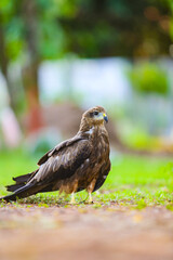 red tailed hawk