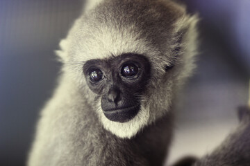 cute grey gibbon silvery monkey