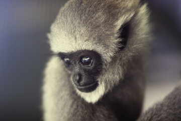 cute grey gibbon silvery monkey