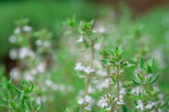 Organic herbs. Thyme plant close-up. Aromatic herbs. Seasoning, cooking ingredients