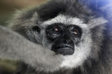 Fototapeta premium cute grey gibbon silvery monkey