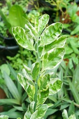 fresh green Alocasia cucullata plant in nature garden