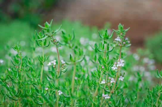 Organic herbs. Thyme plant close-up. Aromatic herbs. Seasoning, cooking ingredients