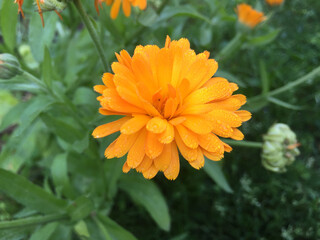 Calendula officinalis blooming in the garden.