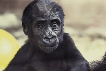Obraz premium cute baby gorilla portrait