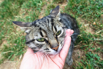 Portrait of beautiful cat's head in human hand close up. Grey striped tabby cat with green eyes in park. Green grass background