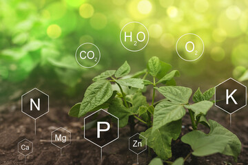 Role of nutrients mineral in Bean plant and soil life with digital mineral nutrients icon.	 - obrazy, fototapety, plakaty