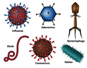 Virus types, examples of virions for influenza, adenovirus, bacteriophage, ebola, coronavirus, and rabies. Virus, not bacteria cell structures.