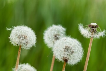 dandelion seed head