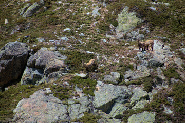 Steinböcke in einer Felswand auf dem Julierpass in der Schweiz 27.5.2020