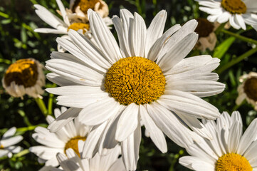 Leucanthemum x superbum, Shasta daisies. White spring,