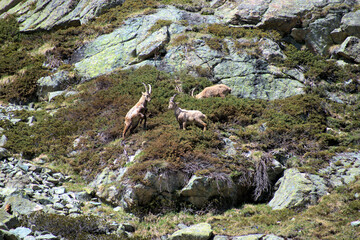 Steinböcke in einer Felswand auf dem Julierpass in der Schweiz 27.5.2020