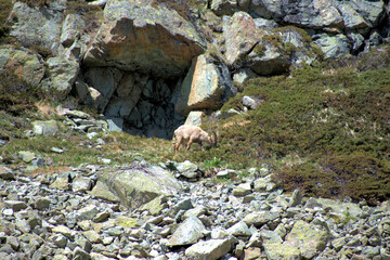 Steinböcke in einer Felswand auf dem Julierpass in der Schweiz 27.5.2020