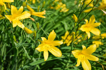 Nature and plants Background