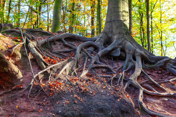 Roots growing upward on the exterior . Tree with external roots