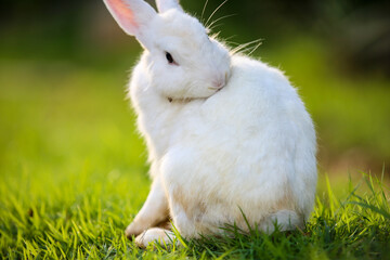 white rabbit on green grass