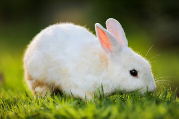 white rabbit on grass