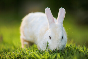white rabbit in grass