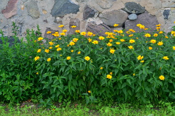 Yellow vivid flowers of heliopsis grow in summer on a stone wall