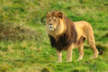 Löwe