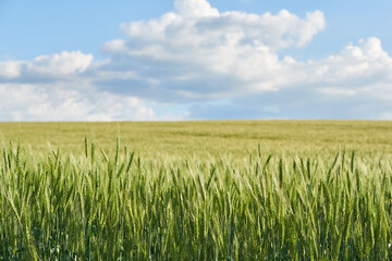 Wheat colossus on a green field in summer