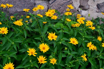 Yellow vivid flowers of heliopsis grow in summer on a stone wall