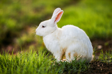 white rabbit on grass