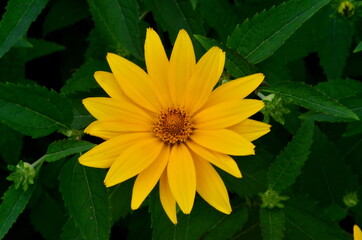 Oxe eye (Heliopsis scabra) grows in summer garden. Heliopsis scabra yellow flower