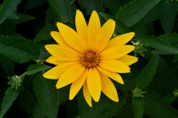 Oxe eye (Heliopsis scabra) grows in summer garden. Heliopsis scabra yellow flower