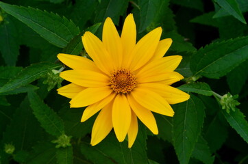 Oxe eye (Heliopsis scabra) grows in summer garden. Heliopsis scabra yellow flower