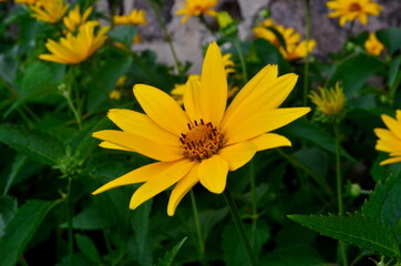 Oxe eye (Heliopsis scabra) grows in summer garden. Heliopsis scabra yellow flower