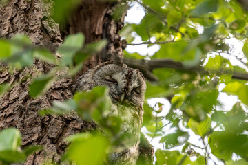 Obraz premium Sleeping tawny owl in the nest hollow