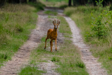 Roebuck walking on the road on the veluwe.