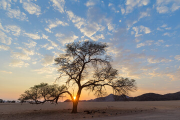 Starburst from rising sun behind camelthorn tree in Namib Desert