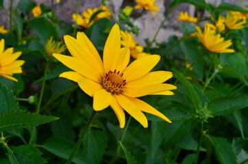 Oxe eye (Heliopsis scabra) grows in summer garden. Heliopsis scabra yellow flower
