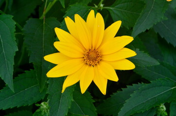 Oxe eye (Heliopsis scabra) grows in summer garden. Heliopsis scabra yellow flower