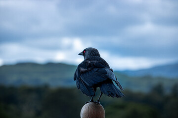 Crow with a red eye