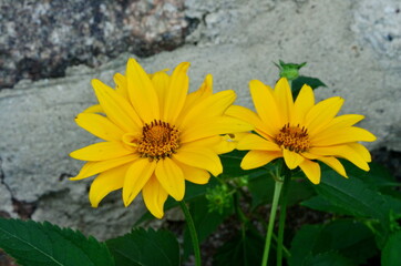 Oxe eye (Heliopsis scabra) grows in summer garden. Heliopsis scabra yellow flower