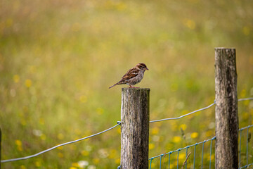 small bird perched on a fence  © DavidJordan