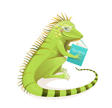 Iguana lizard reading a book, studying and education character cartoon. Isolated animal clipart for school and learning design. Vector realistic watercolor isolated clipart.
