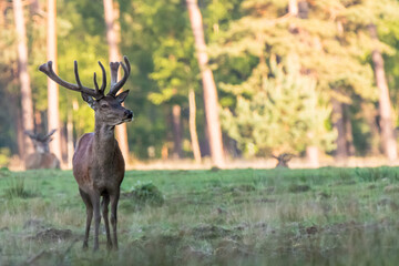 Male red deer is standing on the grass on the veluwe.