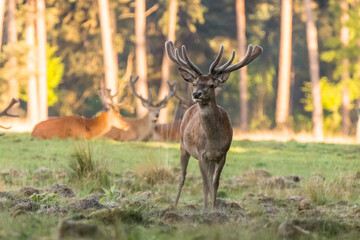 Naklejka na ściany i meble Male red deer is standing on the grass on national park the hoge veluwe.