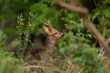 Roe deer (roebuck) eating leaves from a tree. Roe deer in national park Veluwezoom in the netherlands