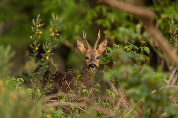 Male roe deer (Capreolus capreolus) watching curious. Roe buck in national park Veluwezoom in the netherlands