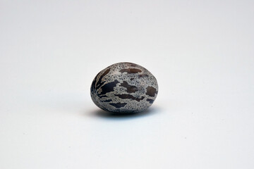 Seed of rubber tree or Hevea brasiliensis on a white background